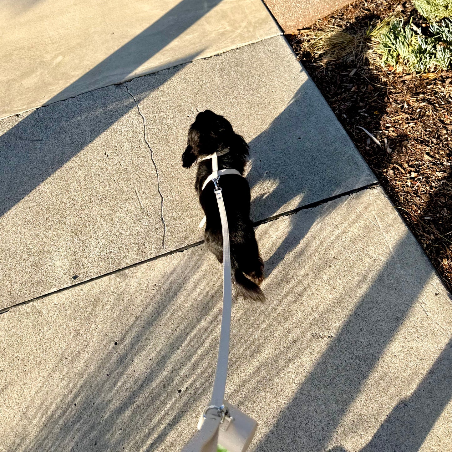 THE HARNESS WALK SET
