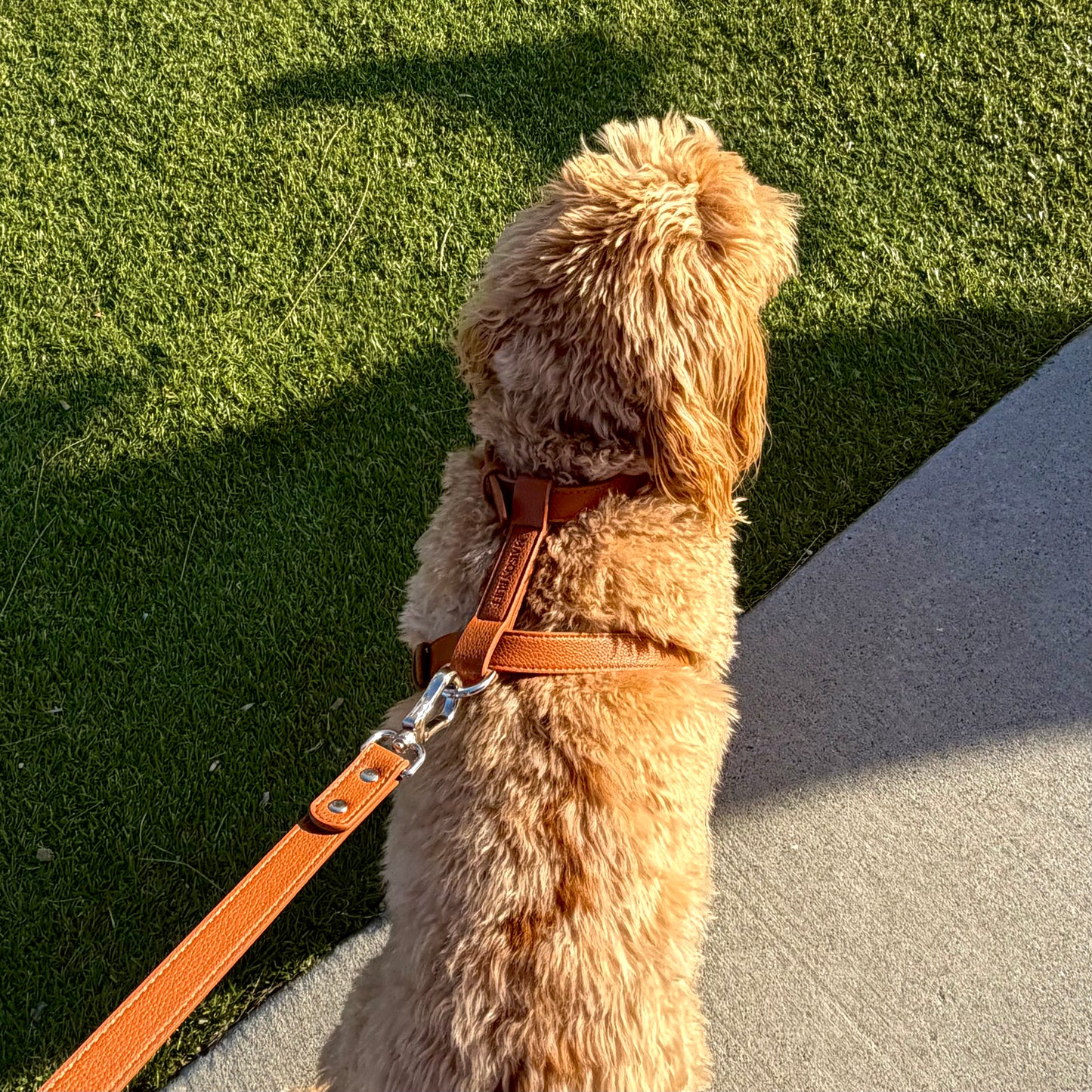 LEATHER HARNESS