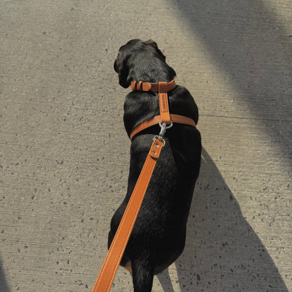 LEATHER HARNESS