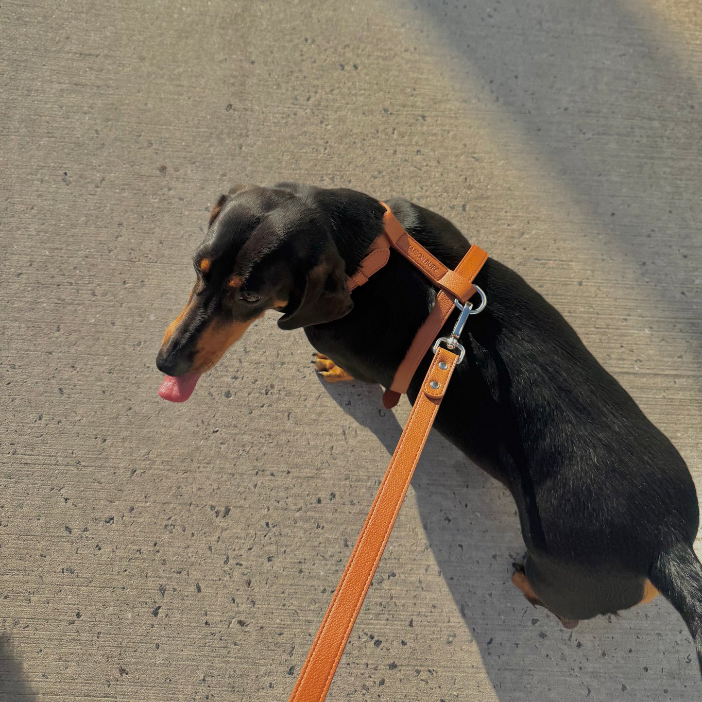 LEATHER HARNESS