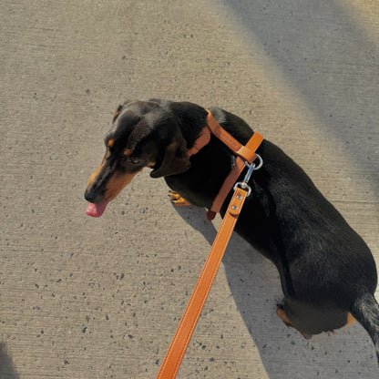 LEATHER HARNESS