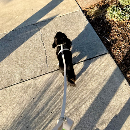 THE HARNESS WALK SET