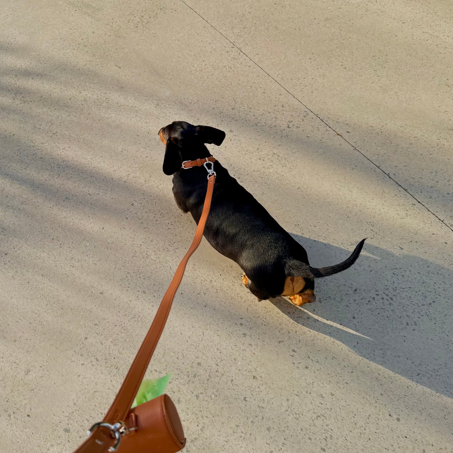 THE COLLAR WALK SET