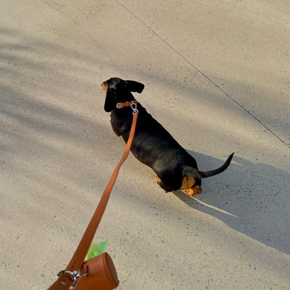 THE COLLAR WALK SET