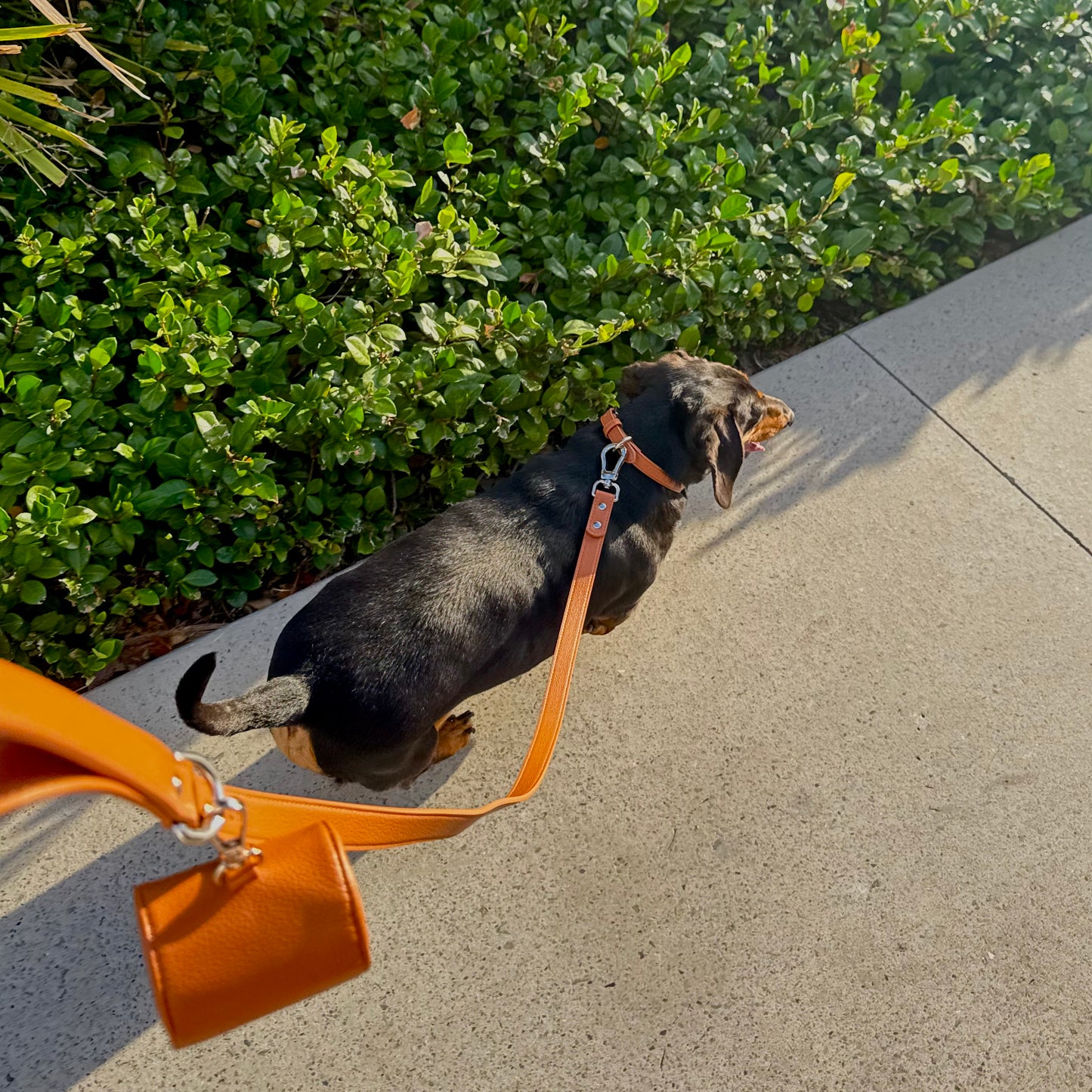 THE COLLAR WALK SET