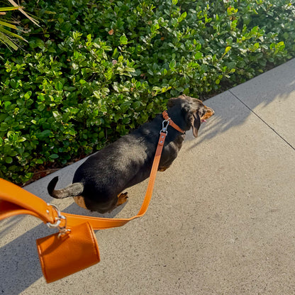 THE COLLAR WALK SET