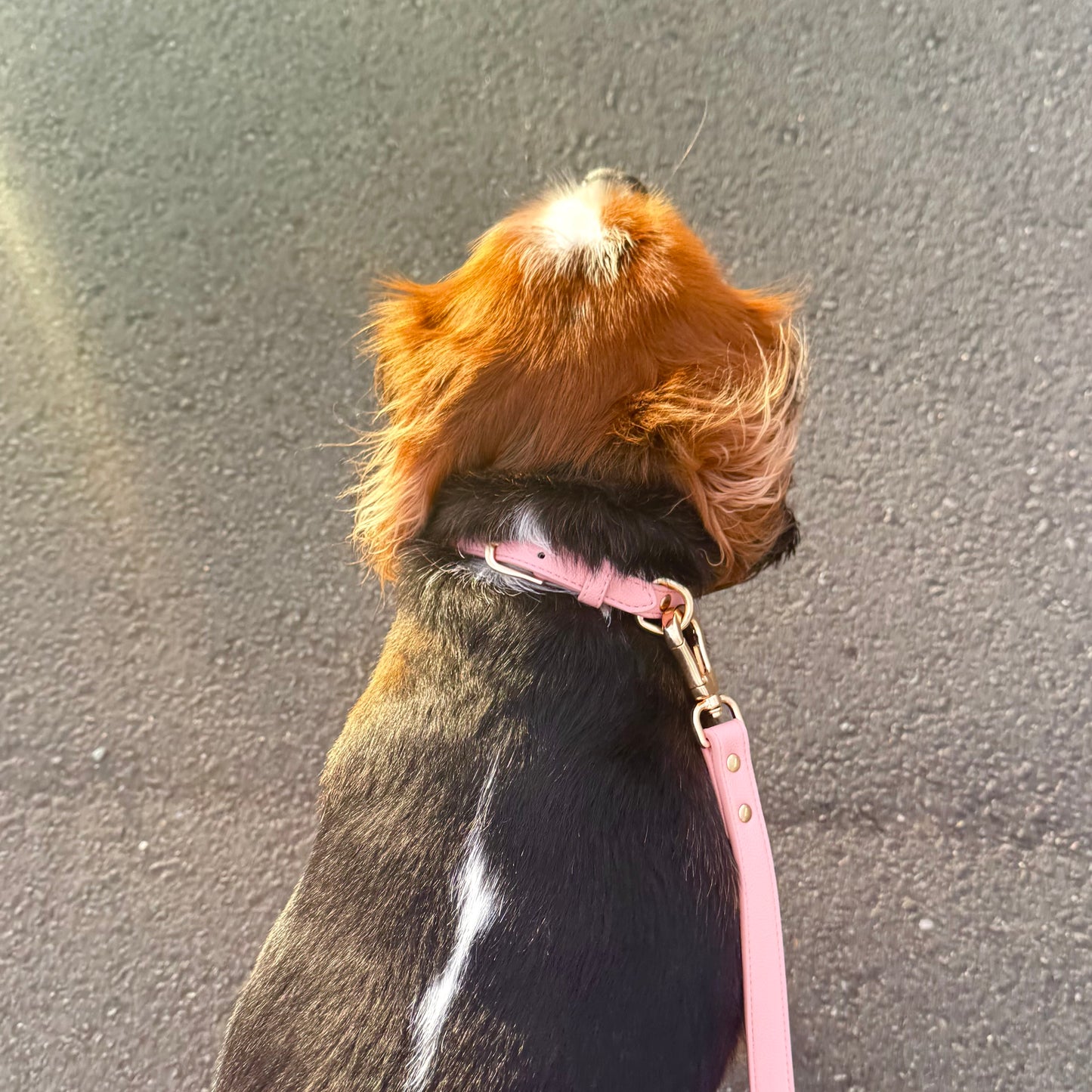 LEATHER COLLAR