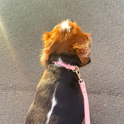 LEATHER COLLAR
